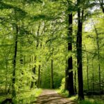 Kraftquellen Wald Bäume Natur Weg