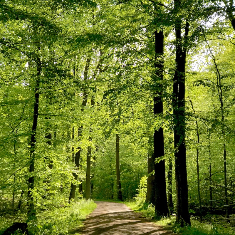 Kraftquellen Wald Bäume Natur Weg